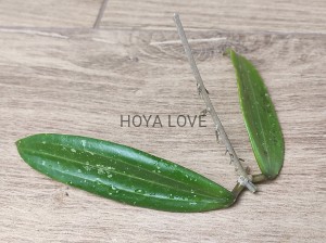 Hoya sp. loei province