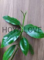 Hoya imperialis white