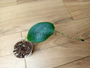 Hoya hotlips