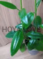 Hoya imperialis white 
Matecznik