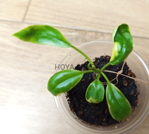 Hoya diversifolia variegata