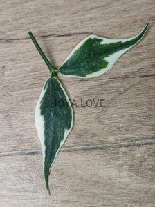 Hoya polyneura albomarginata