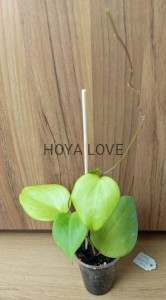 Hoya balaensis splash