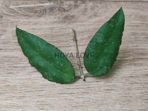 Hoya caudata sumatra