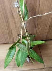 Hoya sp. loei province