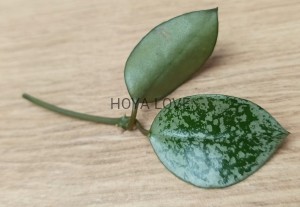Hoya lacunosa leopard skin
