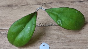 Hoya AH041