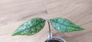 Hoya filnanysonii EPC 317