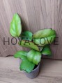 Hoya AH247- matecznik