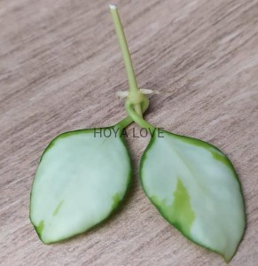 Hoya heuschkeliana variegata