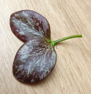 Hoya collina= IR 26