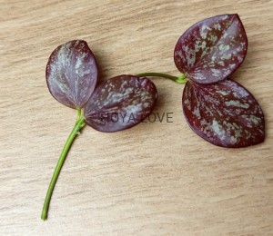 Hoya collina= IR 26