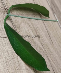 Hoya montana