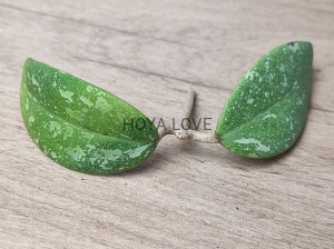Hoya AH001
