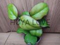Hoya AH247- matecznik