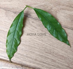 Hoya lockii