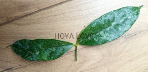 Hoya cystiantha splash
