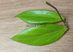 Hoya IML1868 aff. camphorifolia white flower