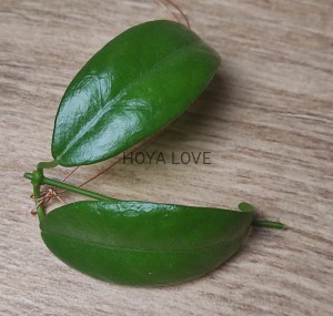 Hoya desvoeuxensis