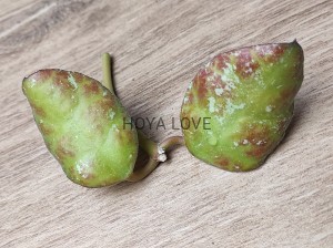 Hoya waymaniae splash