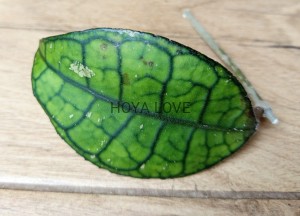 Hoya finlaysonii EPC 774