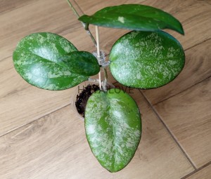 Hoya sp. joy splash