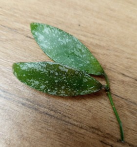Hoya lacunosa laos