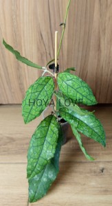 Hoya finlaysonii