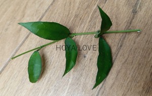 Hoya lacunosa long leaf