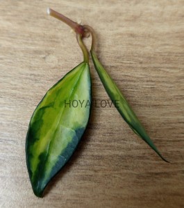 Hoya lacunosa variegata
