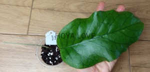 Hoya AH032