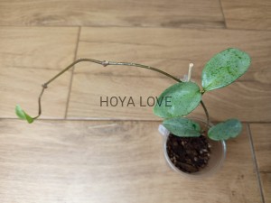 Hoya carnosa grey ghost