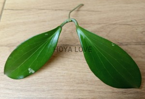 Hoya nicholsoniae cinnamon candy