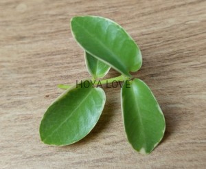 Hoya cummingiana albomarginata