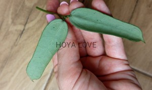 Hoya pandurata silver