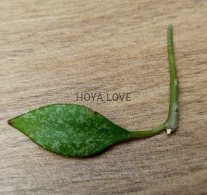 Hoya parviflora splash