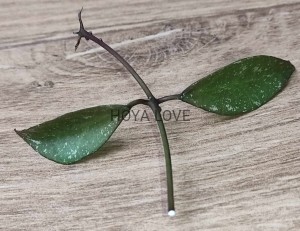Hoya sp. moyog sabah