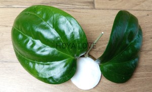 Hoya sarawak pink