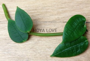 Hoya litophytica
