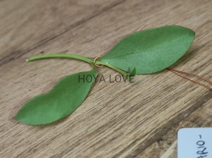 Hoya nummularioides silver