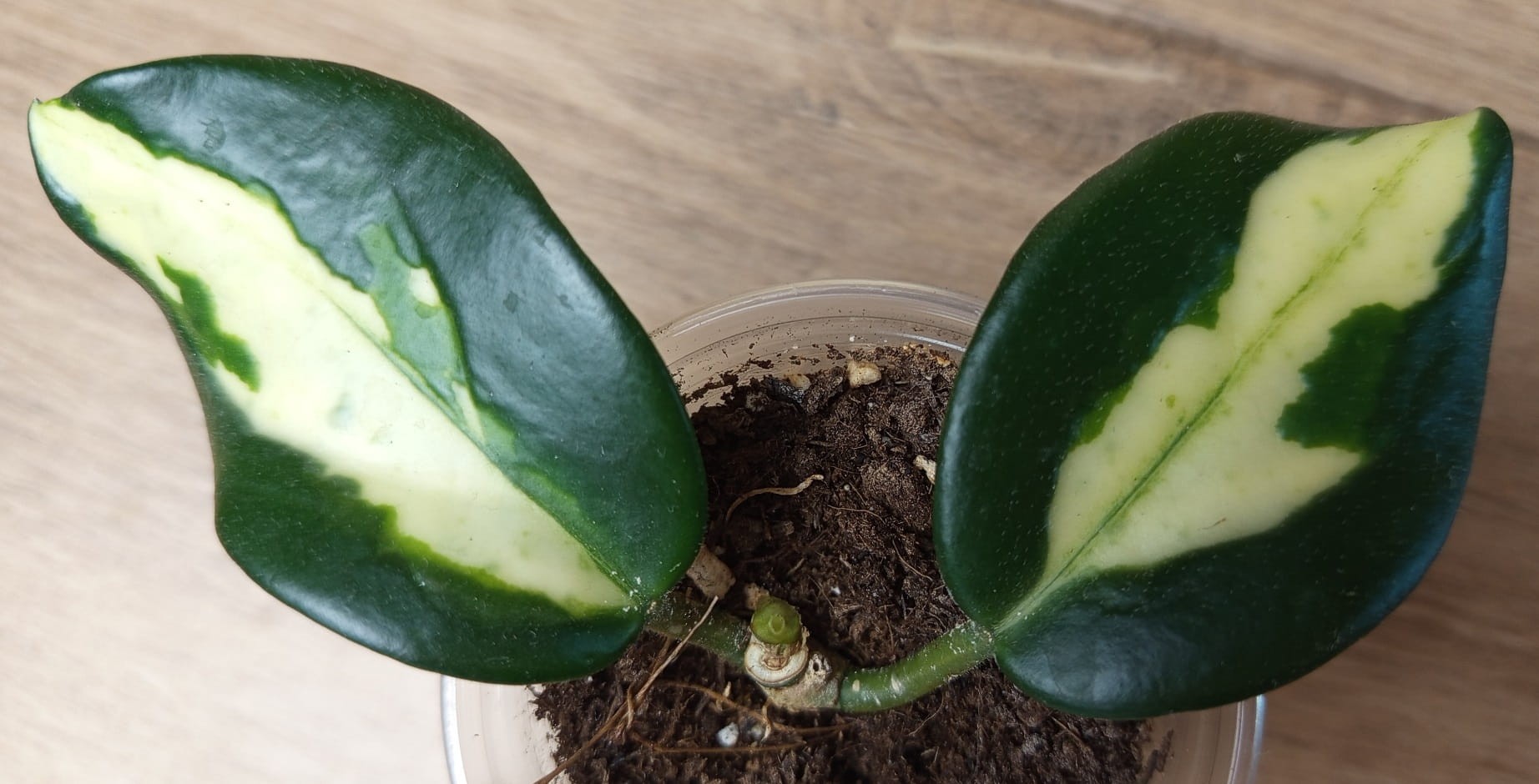Hoya carnosaMadara′green edge′ ホヤ マダラ Hoya Carnosa 'Madara' (green-edge) all the colors and patterns