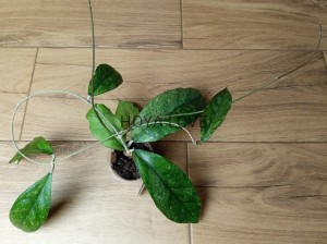 Hoya sp. bahoi splash leaves