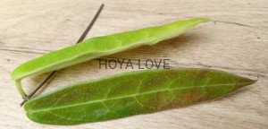 Hoya hypolasia