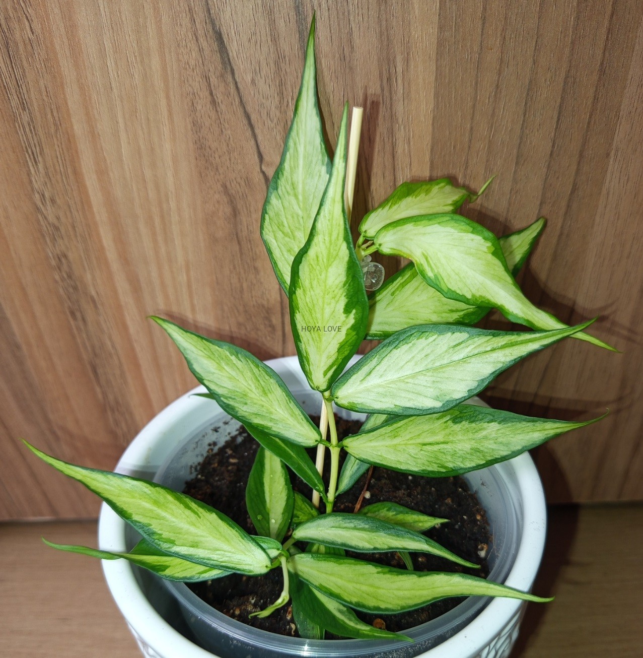 Hoya polyneura inner variegata