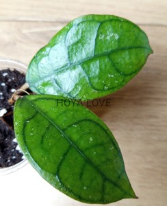 Hoya callistophylla Vena