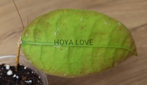 Hoya aff. lambii