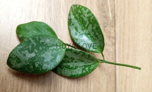 Hoya biakensis aff. indonesia