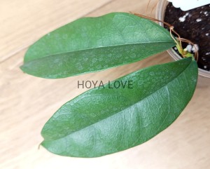 Hoya SR2009-007