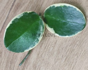 Hoya australis albomarginata