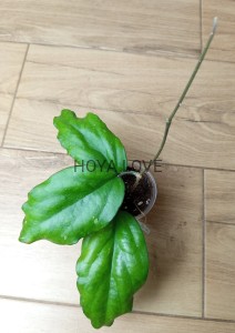 Hoya AH247